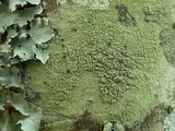 Pyrrhospora quernea image