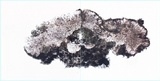 Pyrrhospora quernea image