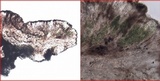 Pyrrhospora quernea image