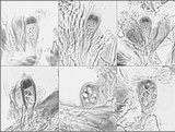 Pyrrhospora quernea image