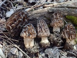 Morchella kaibabensis image
