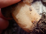 Morchella kaibabensis image