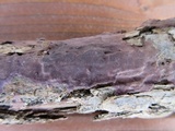Pseudochaete tabacina image