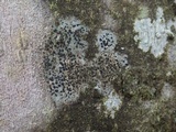 Buellia chloroleuca image