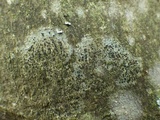 Buellia chloroleuca image