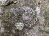 Buellia chloroleuca image