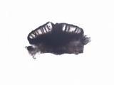 Buellia chloroleuca image