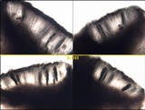Buellia chloroleuca image