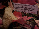 Ampulloclitocybe avellaneoalba image