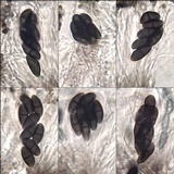 Buellia chloroleuca image