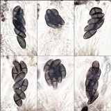 Buellia chloroleuca image