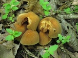 Cortinarius distans image