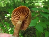 Cortinarius distans image