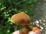 Cortinarius distans image