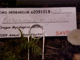 Baeospora myosura image