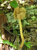 Helvella elastica image