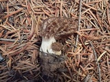 Morchella sextelata image