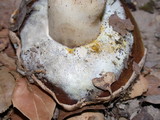 Hypomyces microspermus image