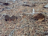 Morchella sextelata image