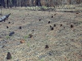 Morchella eximia image