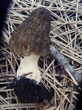 Morchella eximia image