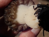 Morchella eximia image