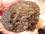 Morchella eximia image