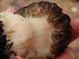 Morchella eximia image