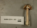 Inocybe albodisca image