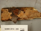 Phlebia radiata image