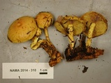 Pholiota flammans image