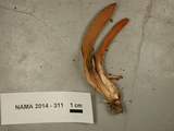 Clavariadelphus occidentalis image