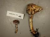 Cortinarius salor image