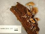 Galerina sideroides image