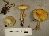 Hygrocybe laeta var. laeta image