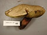 Caloboletus rubripes image