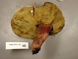 Caloboletus rubripes image