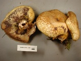 Lactarius repraesentaneus image