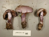 Cortinarius mutabilis image