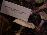 Clitocybe odora image