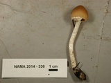 Psathyrella longistriata image