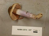 Cortinarius collinitus image