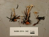 Collybia tuberosa image