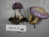 Cortinarius subfoetidus image