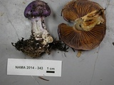 Cortinarius subfoetidus image