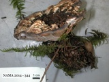Hydnellum caeruleum image
