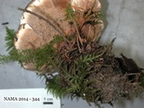 Hydnellum caeruleum image