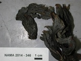 Helminthosphaeria clavariarum image
