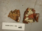 Trichaptum abietinum image