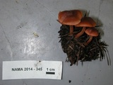 Cortinarius miniatopus image